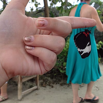 The Butterfly Farm in St. Martin The Butterfly Farm in St. Martin